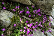 79 ancora estese fioriture di primula irsuta  tra le rocce dell'anticima